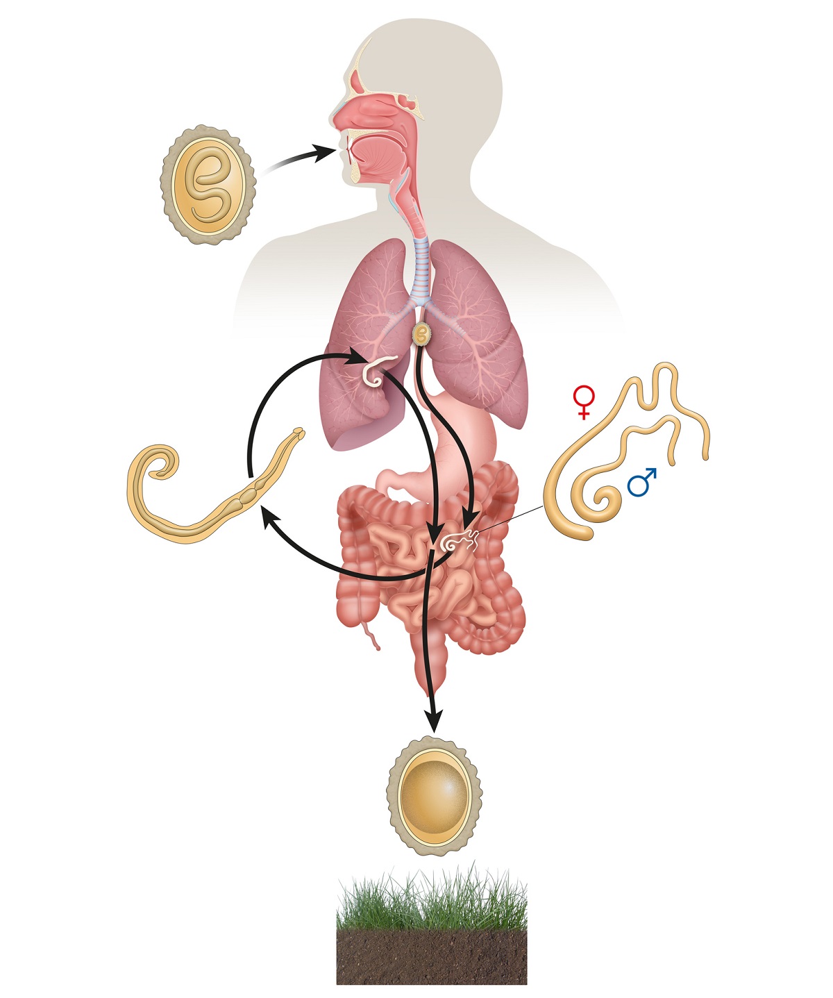 Le parcours du nématode humain dans le corps humain.